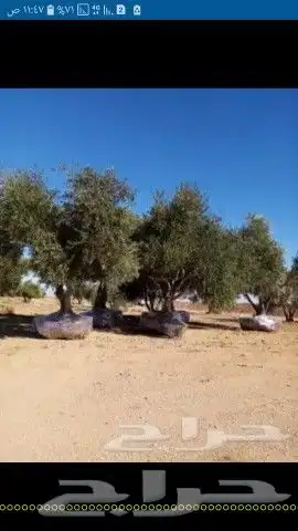 الاشجار زيتون سدر تين حمضيات طلاح 0508928487 9