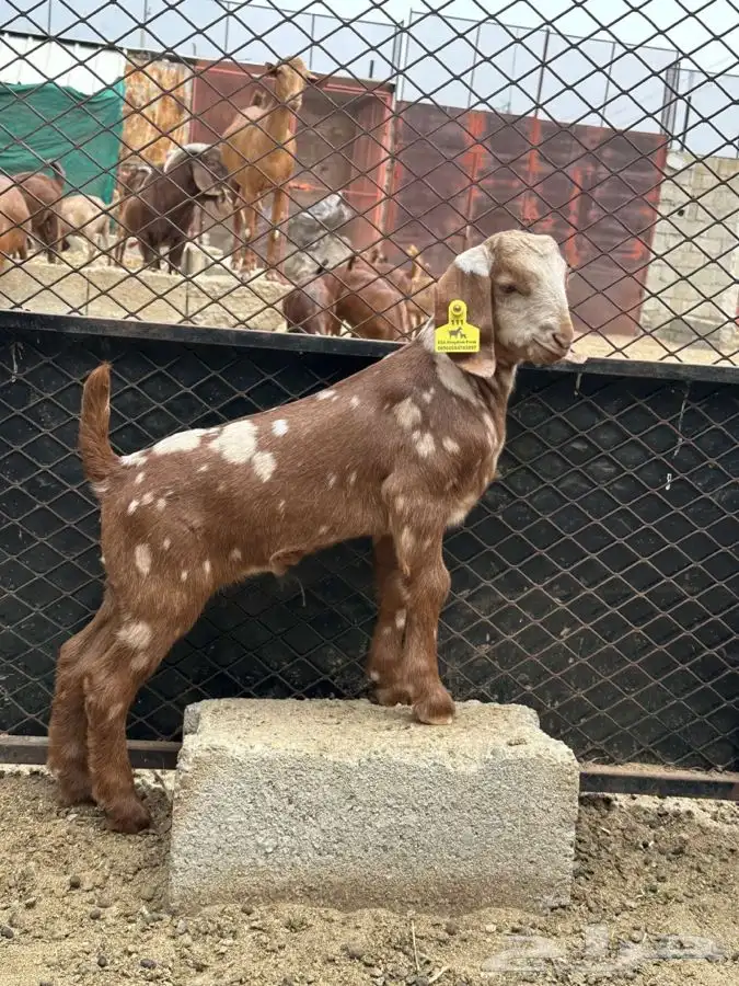 كلهاري جيشي (ابهر) نادر تم البيع   0