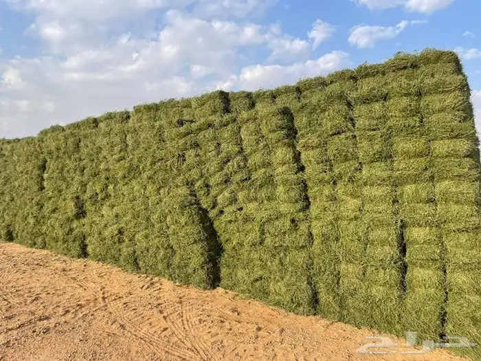 اعلاف جمله 0