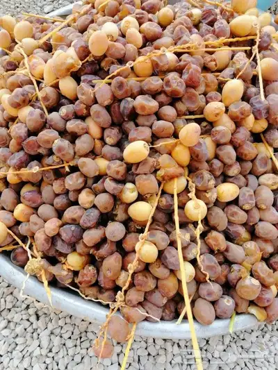مكبس دبس وتمر 1