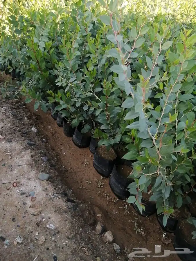 سدر بلدي اشجار بريه 3