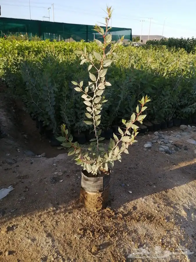 سدر بلدي اشجار بريه 1