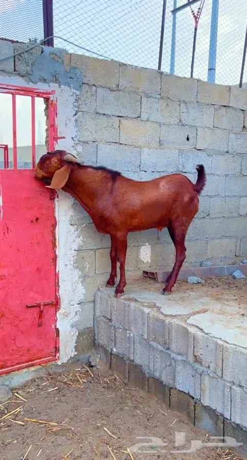 فحل ادهم فااخر تم البيع 0