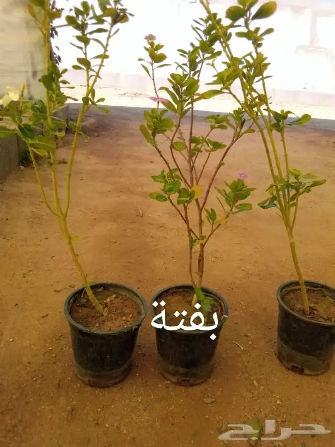 للمشاتل والأفراد (أشجار مثمرة وزينه وظل) 11