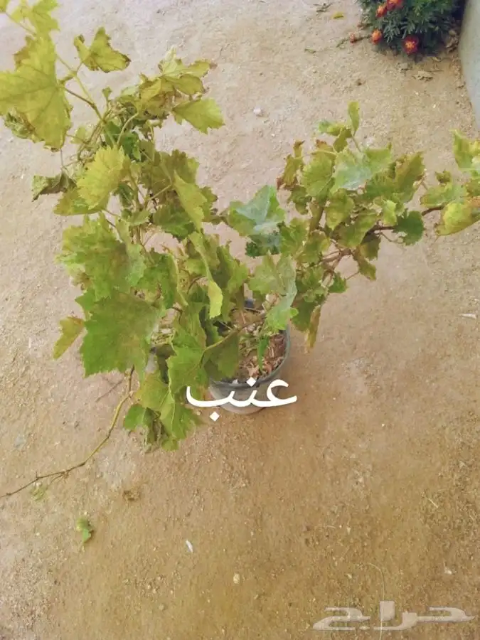للمشاتل والأفراد (أشجار مثمرة وزينه وظل) 14