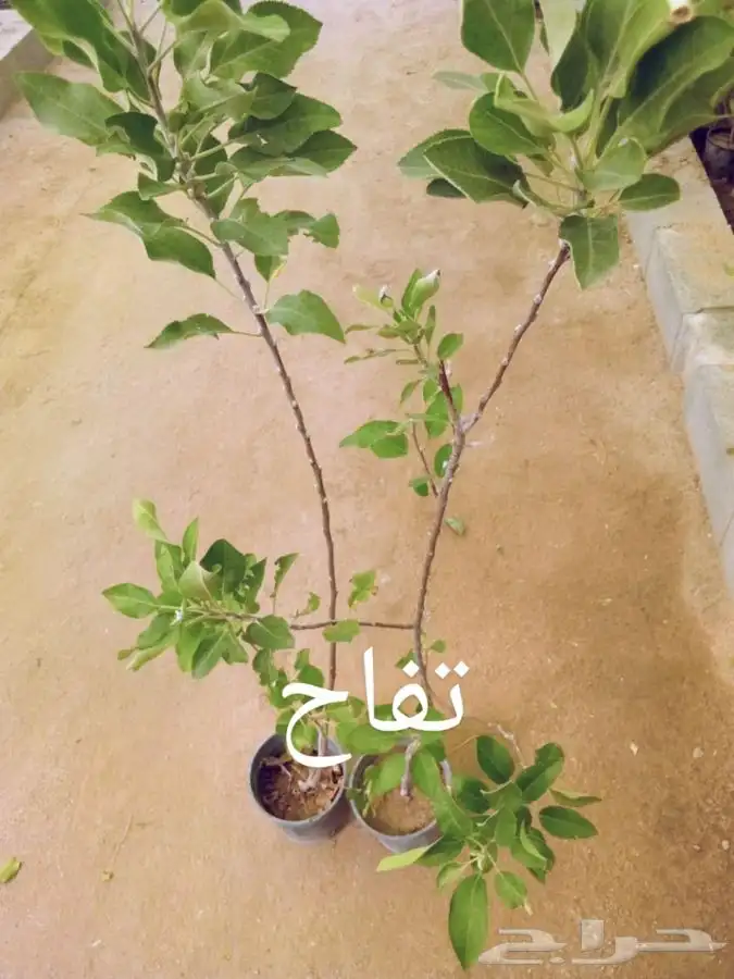 للمشاتل والأفراد (أشجار مثمرة وزينه وظل) 13