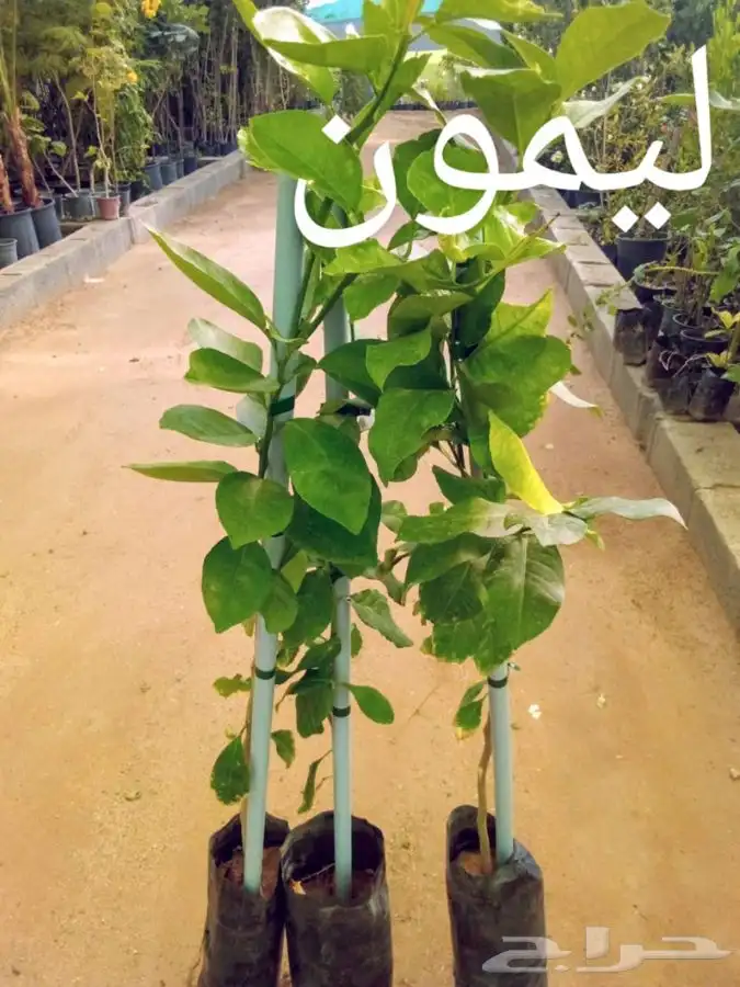 للمشاتل والأفراد (أشجار مثمرة وزينه وظل) 3