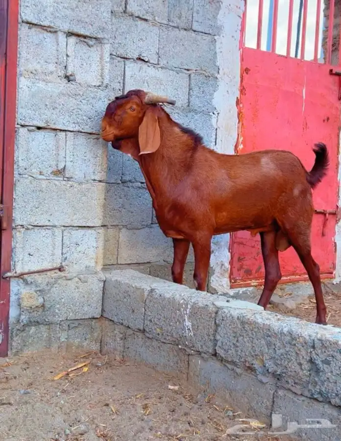 فحل ادهم فااخر تم البيع 1