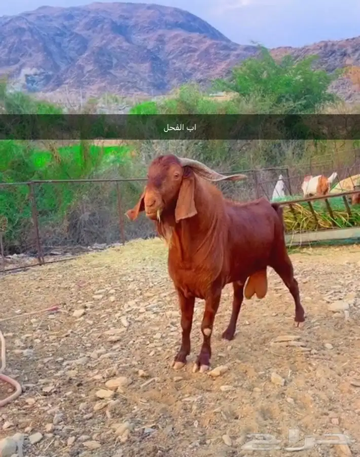 فحل ادهم فااخر تم البيع 3