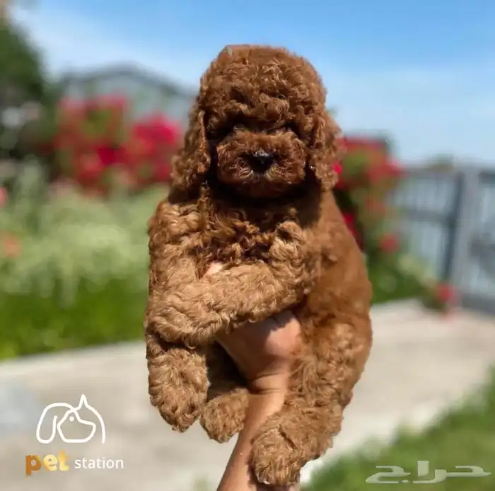 كلاب توي بودل 3