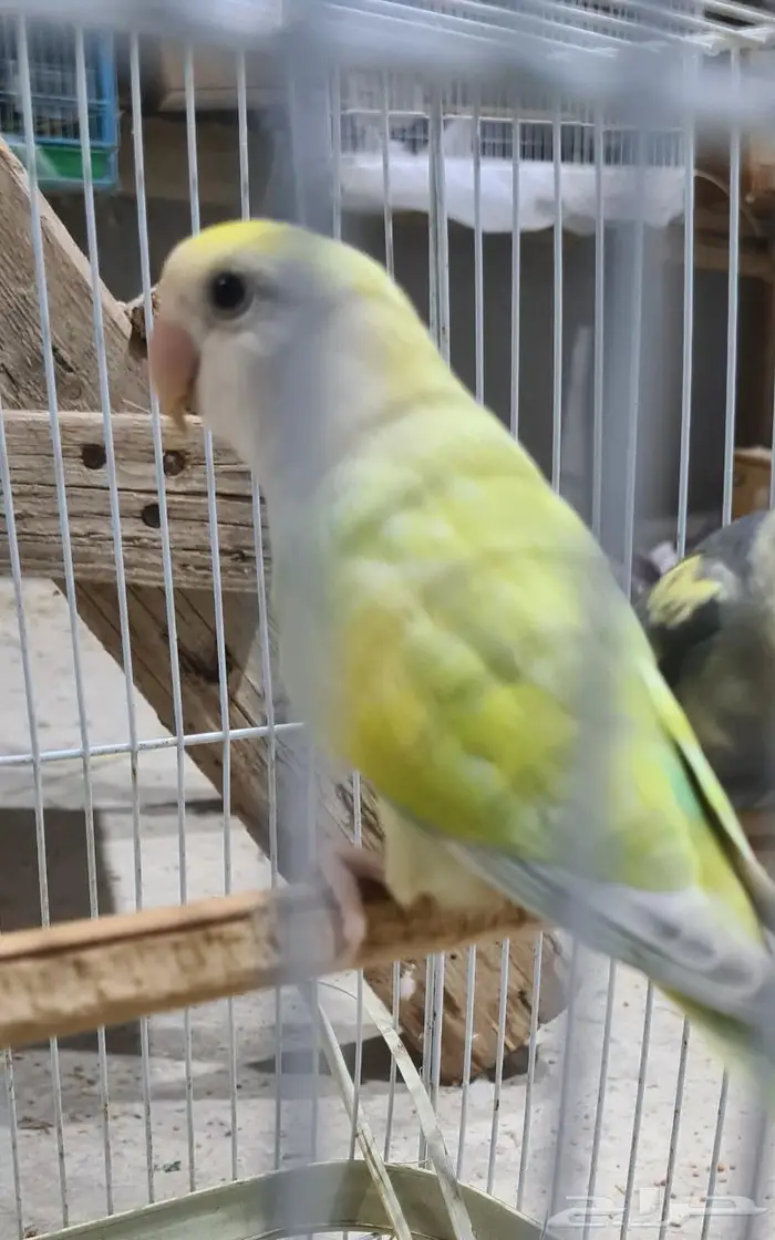 روز مفقود في صبيا 0