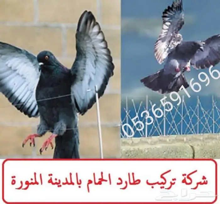 شوك طارد الحمام بالمدينة المنورة 0536591696 4