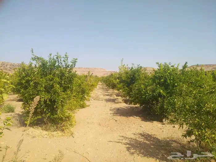 اشجار زيتون وحمضيات 17
