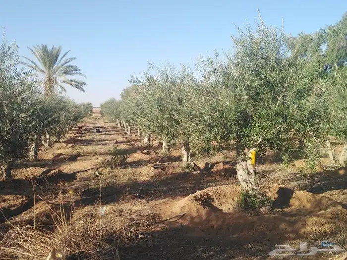 اشجار زيتون وحمضيات 39