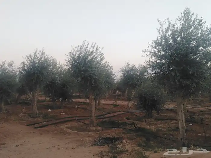اشجار زيتون وحمضيات 7