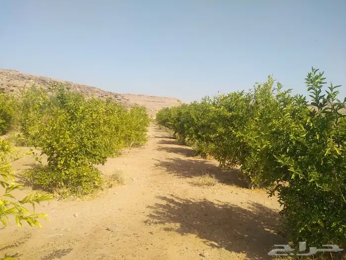 اشجار زيتون وحمضيات 19