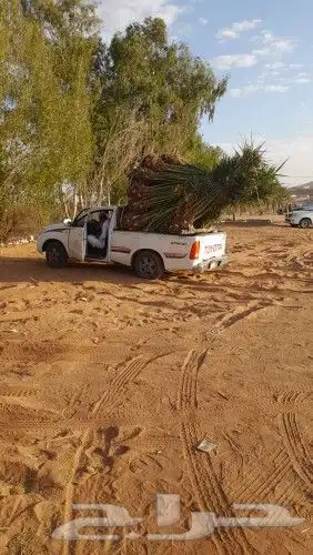 نوفر جميع انواع النخيل المثمره 8