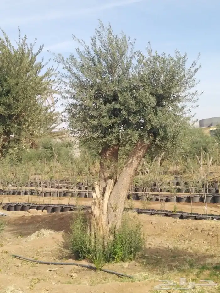 اشجار زيتون وحمضيات 76