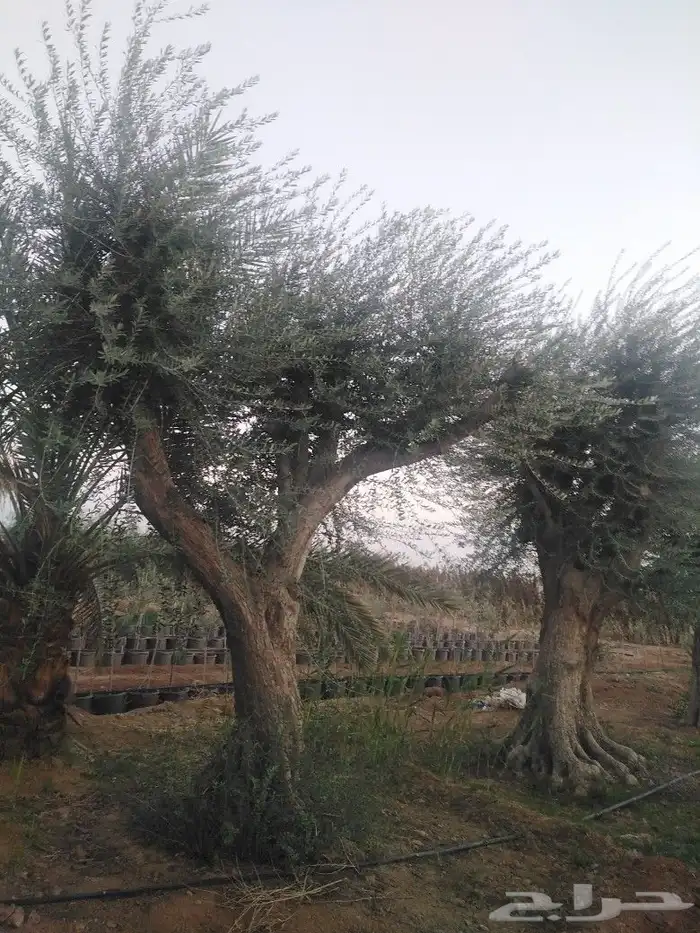 اشجار زيتون وحمضيات 5