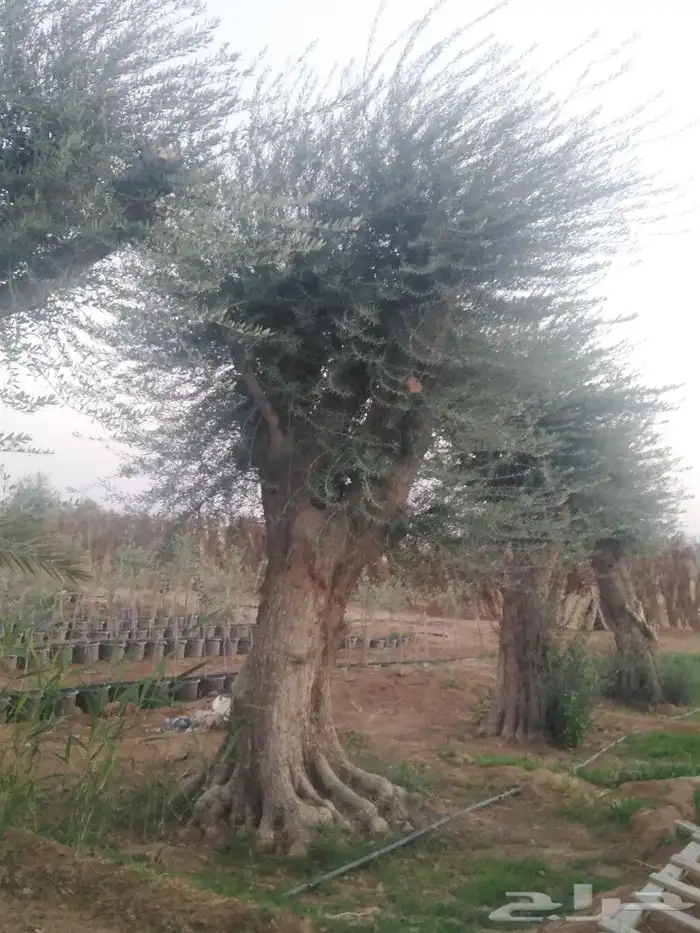 اشجار زيتون وحمضيات 3