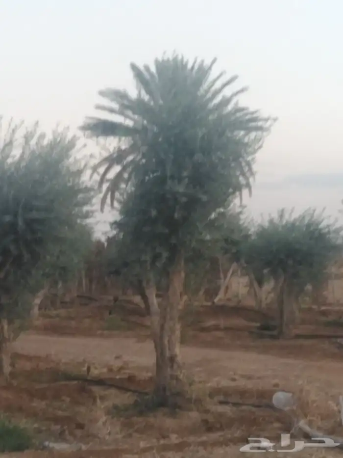 اشجار زيتون وحمضيات 13