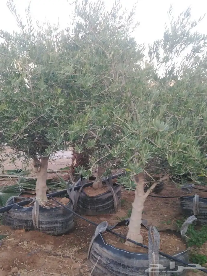 اشجار زيتون وحمضيات 21