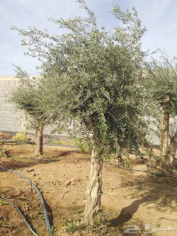 اشجار زيتون وحمضيات 56