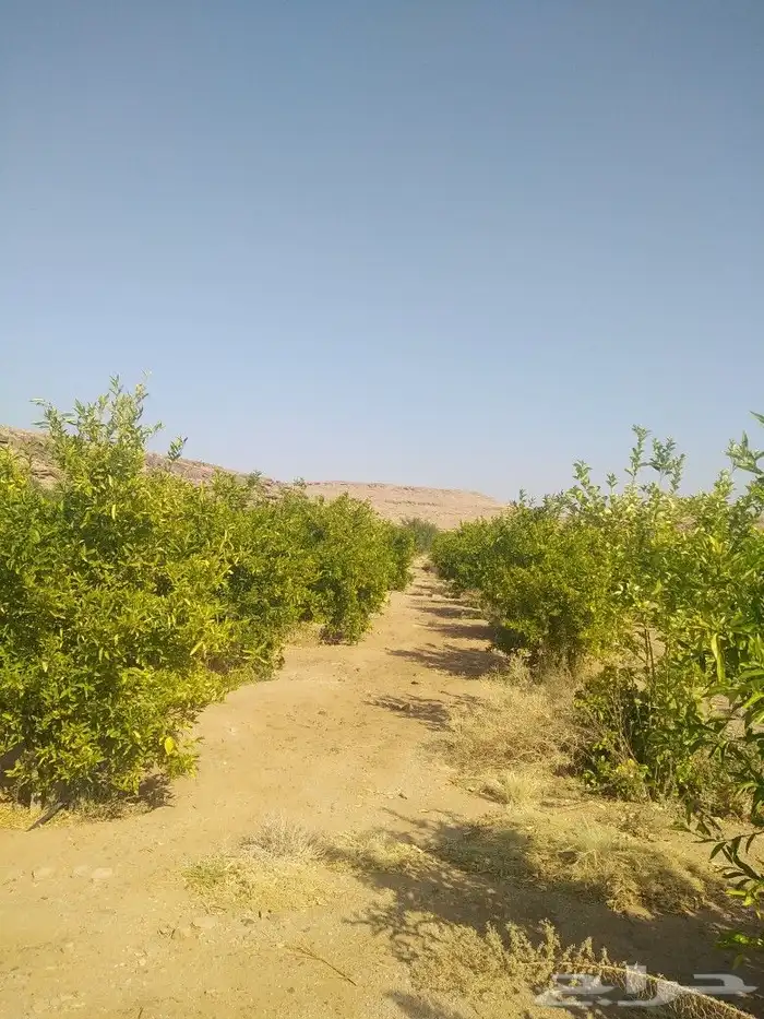 اشجار زيتون وحمضيات 16
