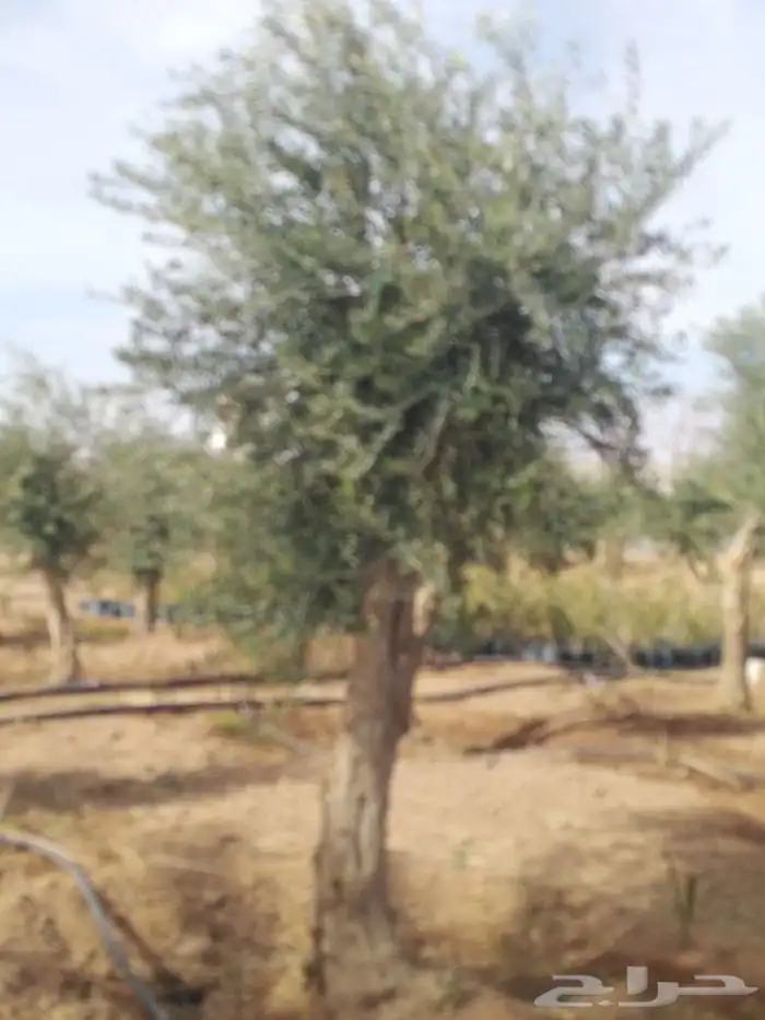 اشجار زيتون وحمضيات 77