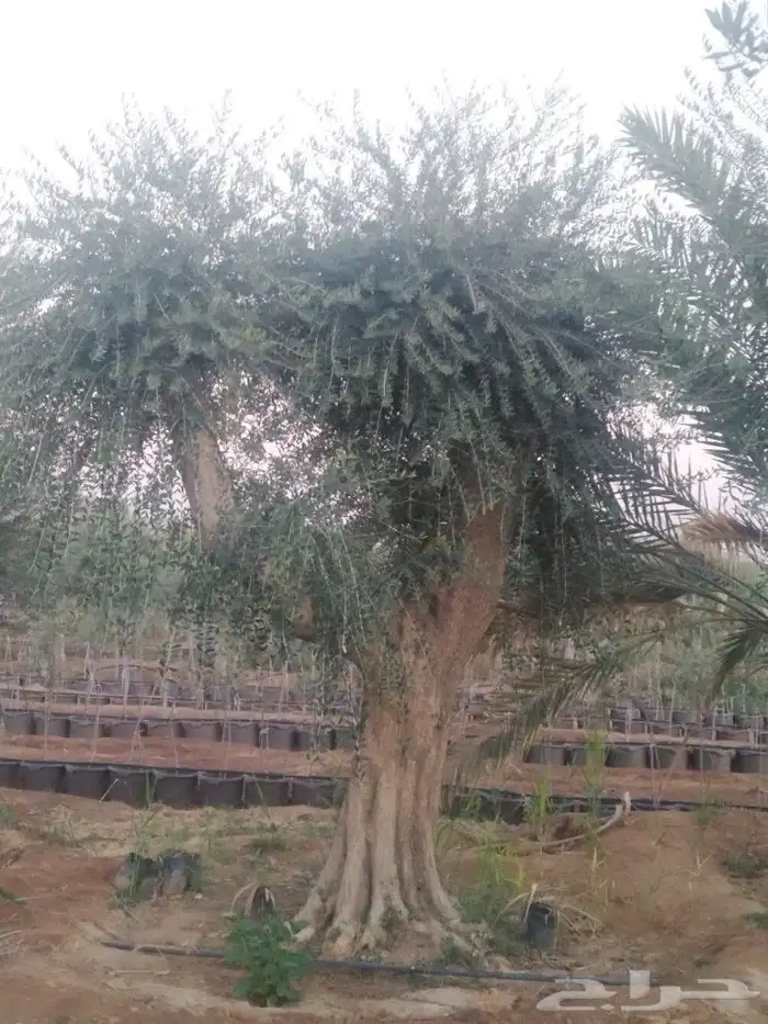 اشجار زيتون وحمضيات 2