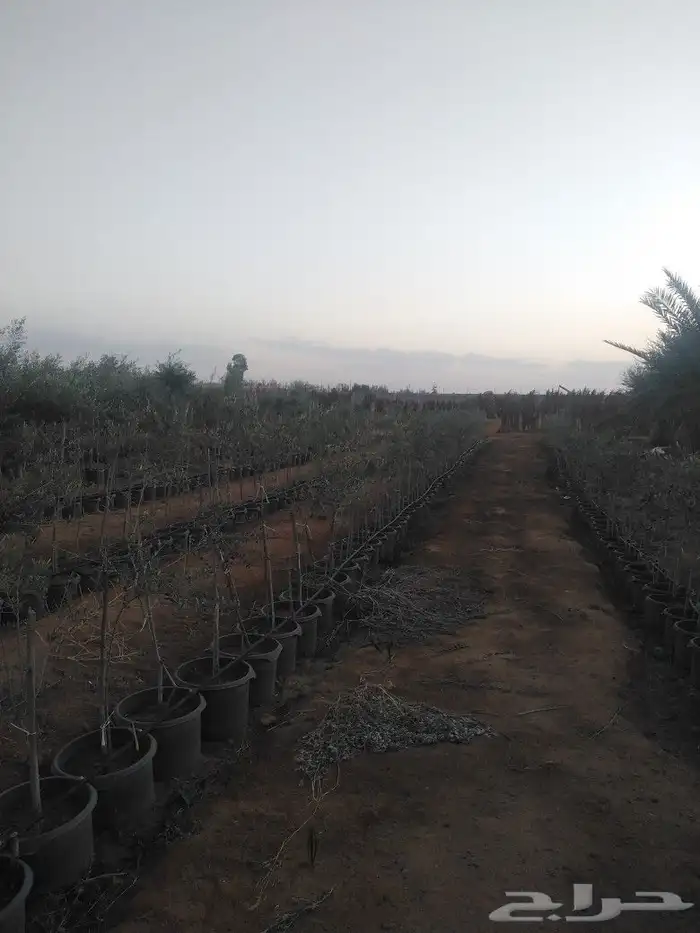 اشجار زيتون وحمضيات 4
