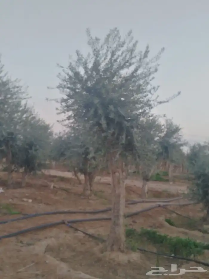 اشجار زيتون وحمضيات 10