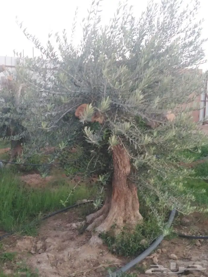 اشجار زيتون وحمضيات 22