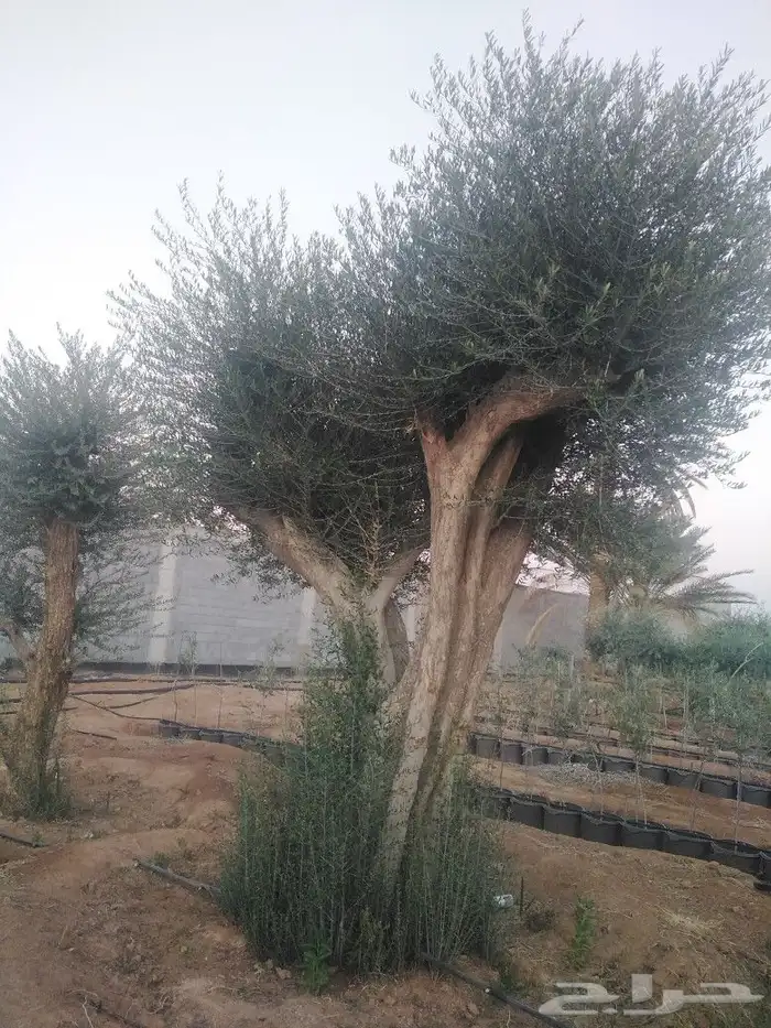 اشجار زيتون وحمضيات 1