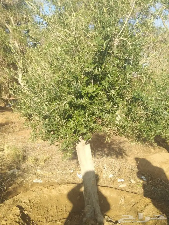 اشجار زيتون وحمضيات 49