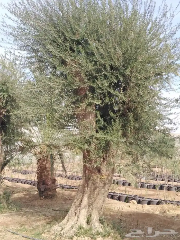 اشجار زيتون وحمضيات 72