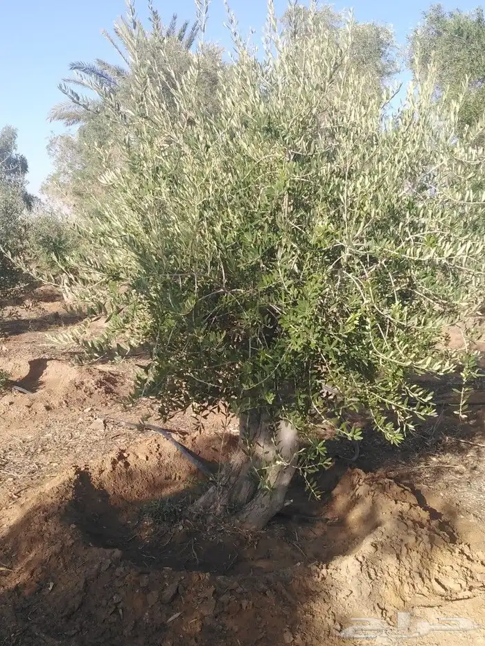 اشجار زيتون وحمضيات 44