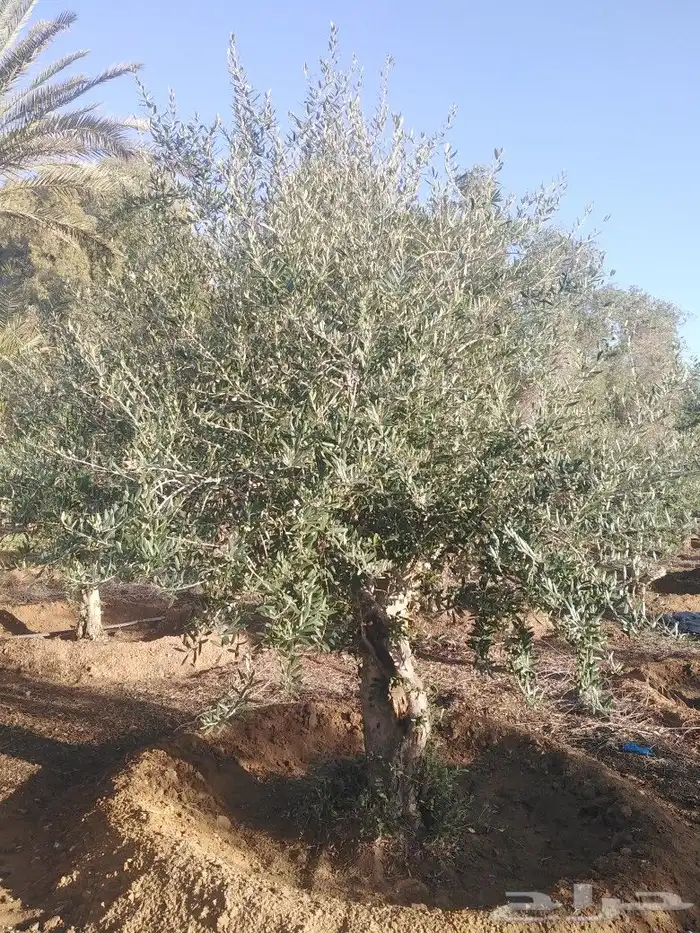 اشجار زيتون وحمضيات 47