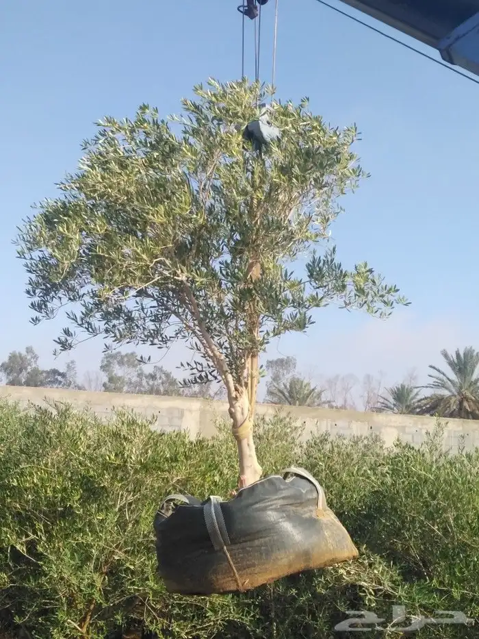 اشجار زيتون وحمضيات 28