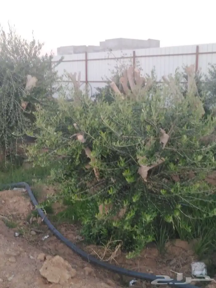 اشجار زيتون وحمضيات 26