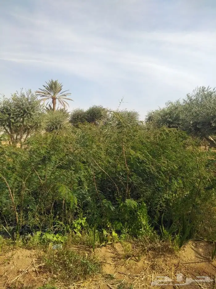 اشجار زيتون وحمضيات 60