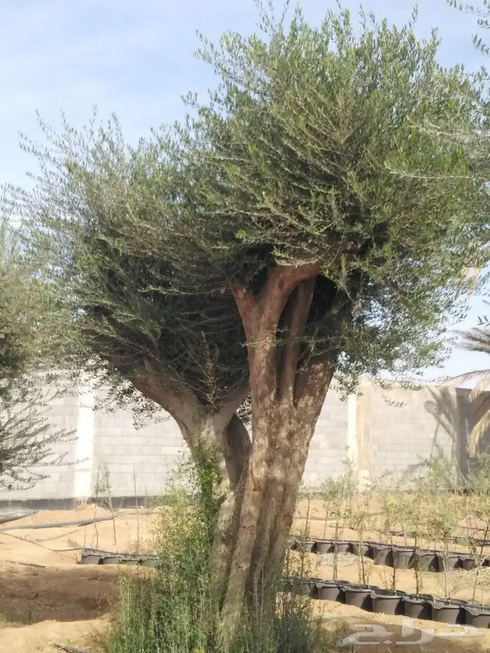 اشجار زيتون وحمضيات 69