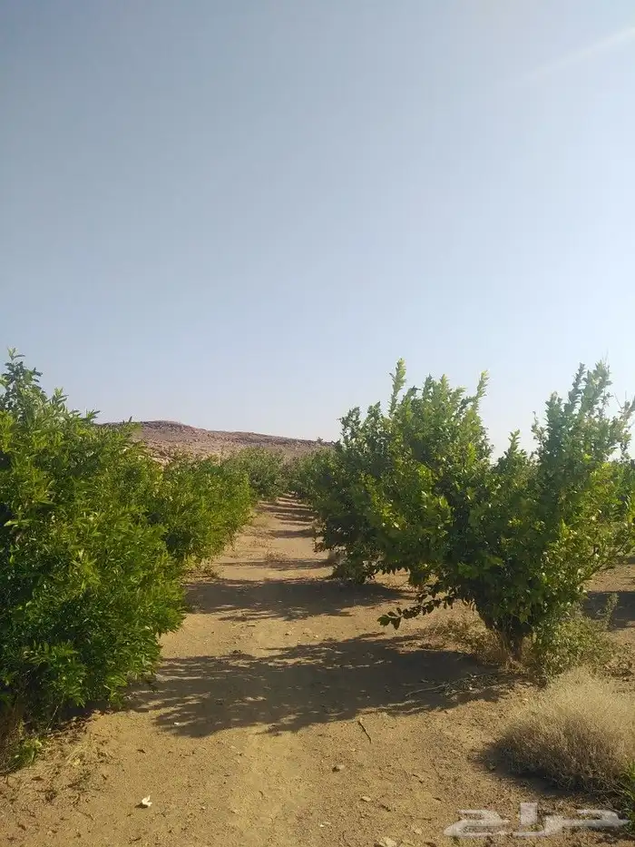 اشجار زيتون وحمضيات 15