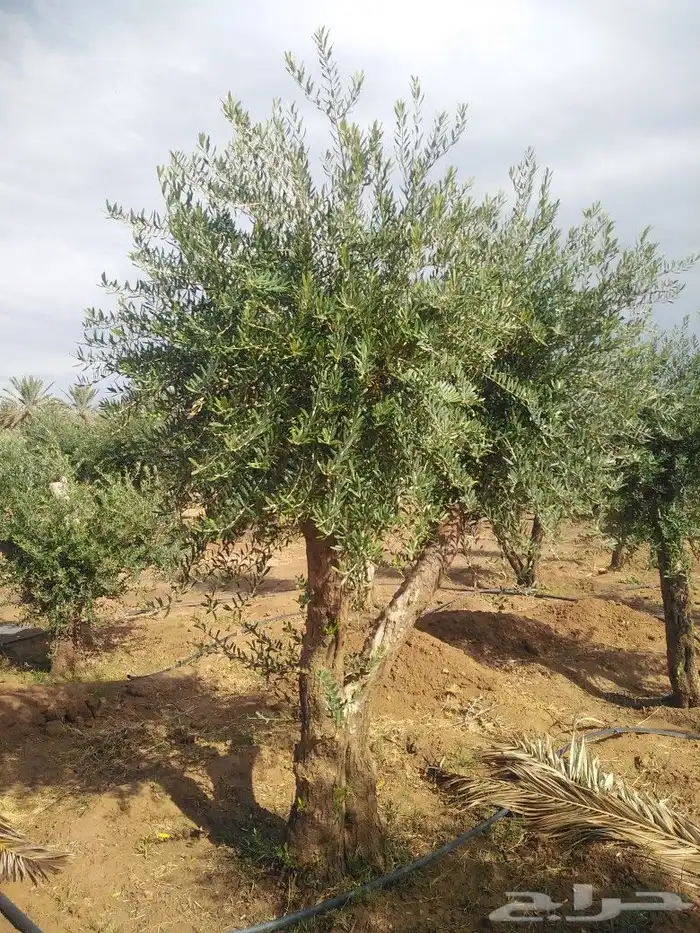 اشجار زيتون وحمضيات 34