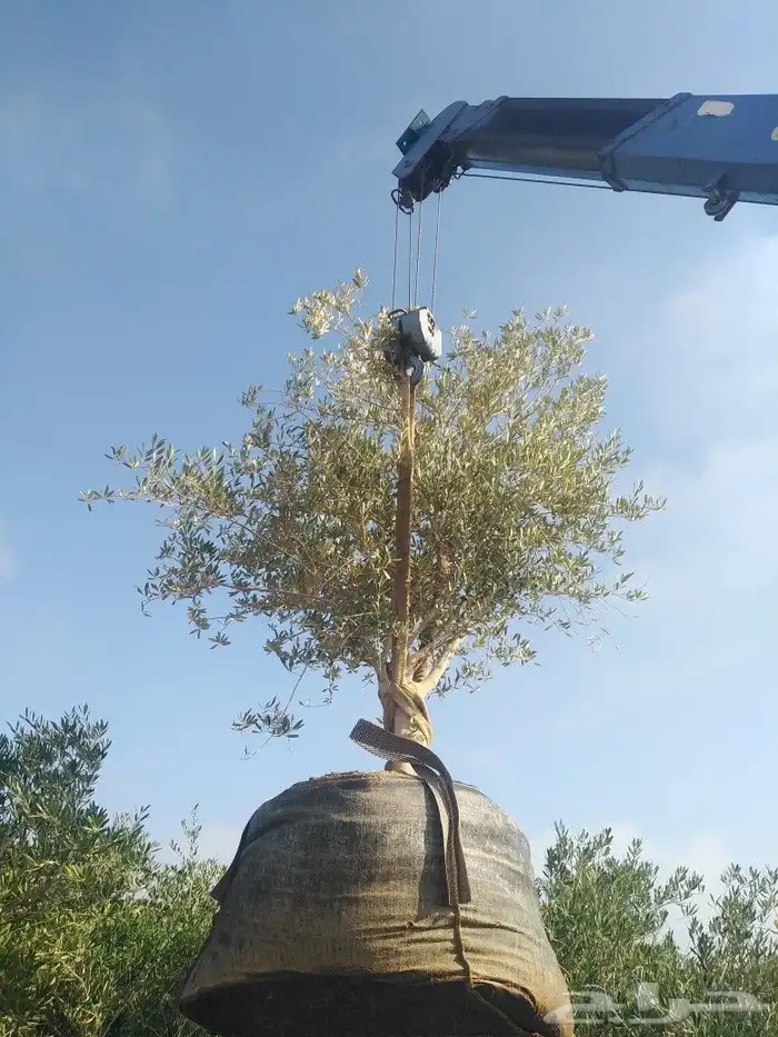 اشجار زيتون وحمضيات 32