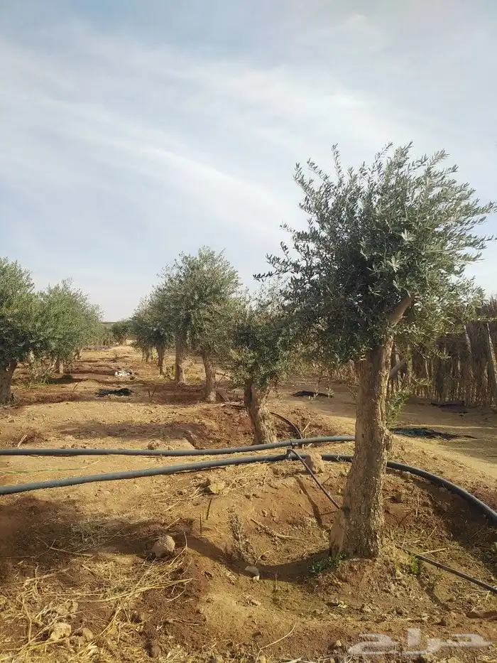 اشجار زيتون وحمضيات 68