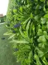 العشب الصناعي وارضيات مطاطيه والعشب الجداري وبديل الخشب 2