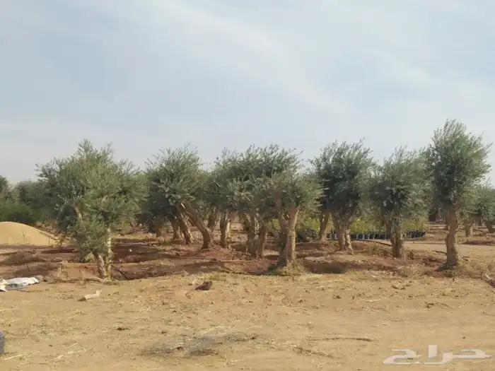 يوجد لدينا اشجار زيتون 19