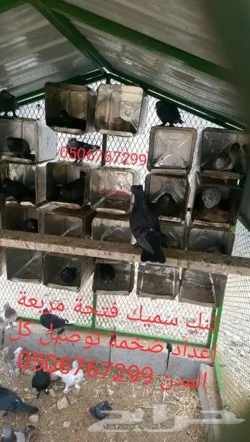 سطول تنك محاكر للحمام كميات ضخمة تصل كل المن 5