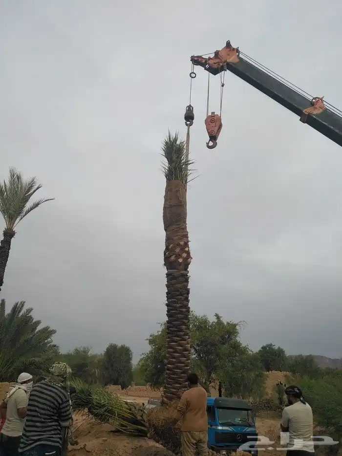 يوجد لدينا اشجار زيتون 44